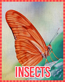 Insects