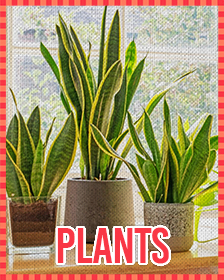 Plants