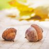 Acorn Food Diamond Painting