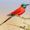 Southern Carmine Bee Eater Diamond Painting