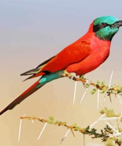 Southern Carmine Bee Eater Diamond Painting