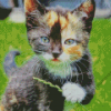 Black And Ginger Kitten Diamond Painting