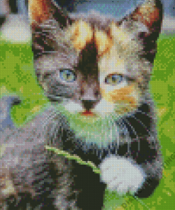 Black And Ginger Kitten Diamond Painting