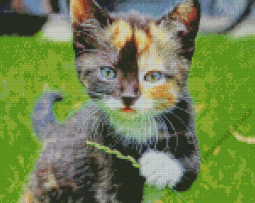 Black And Ginger Kitten Diamond Painting