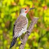 Adorable Northern Flicker Diamond Painting