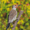 Adorable Northern Flicker Diamond Painting