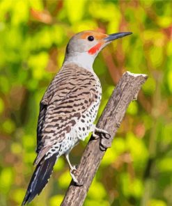 Adorable Northern Flicker Diamond Painting