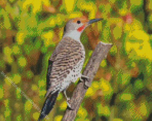 Adorable Northern Flicker Diamond Painting