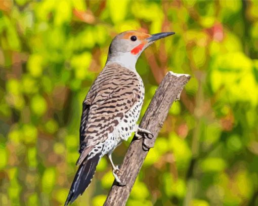 Adorable Northern Flicker Diamond Painting