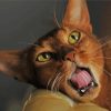 Aesthetic Abyssinian Cat Diamond Painting