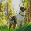 Australian Shepherd Diamond Painting