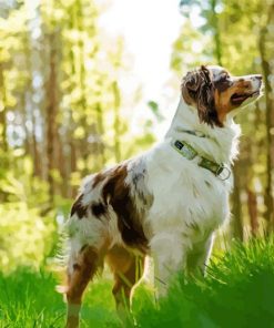 Australian Shepherd Diamond Painting