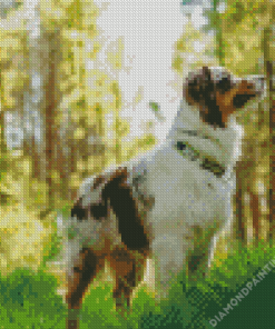 Australian Shepherd Diamond Painting