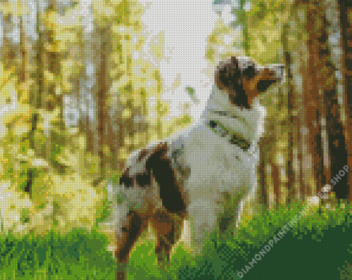 Australian Shepherd Diamond Painting