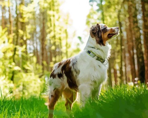 Australian Shepherd Diamond Painting