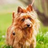 Australian Terrier Dog Diamond Painting