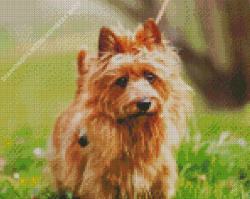 Australian Terrier Dog Diamond Painting