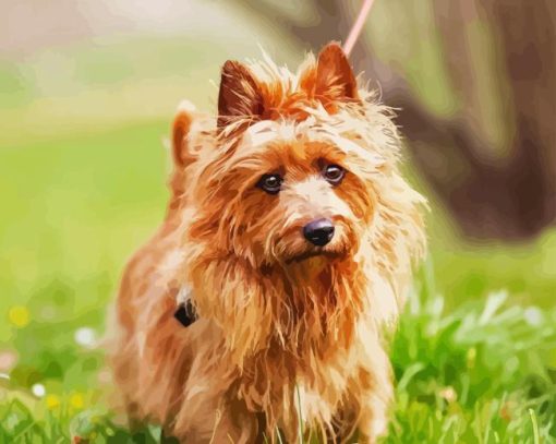 Australian Terrier Dog Diamond Painting