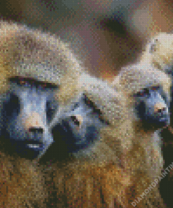 Baboons Family Diamond Painting