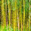 Bamboo Plants Diamond Painting