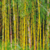 Bamboo Plants Diamond Painting