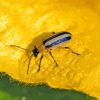 Beetle Bug On Yellow Leaf Diamond Painting