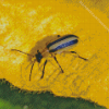 Beetle Bug On Yellow Leaf Diamond Painting