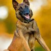 Belgian Malinois Diamond Painting