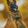 Belgian Malinois Diamond Painting