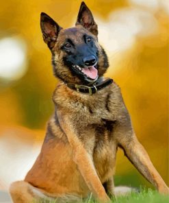 Belgian Malinois Diamond Painting