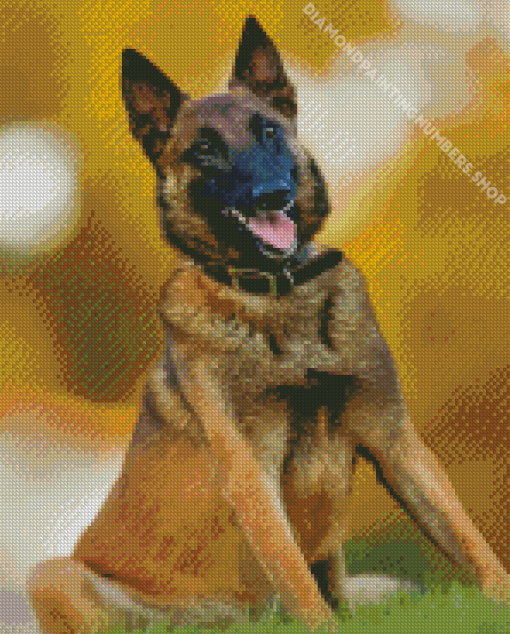 Belgian Malinois Diamond Painting