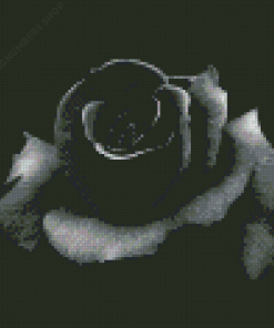 Black Floral Rose Diamond Painting