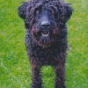 Black Labradoodle Dog Diamond Painting