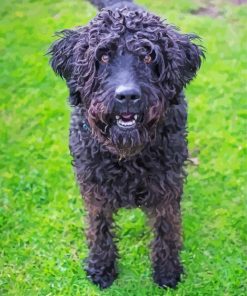 Black Labradoodle Dog Diamond Painting