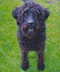 Black Labradoodle Dog Diamond Painting