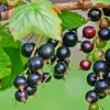 Blackcurrant in Tree Diamond Painting