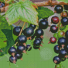 Blackcurrant in Tree Diamond Painting