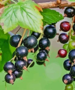 Blackcurrant in Tree Diamond Painting