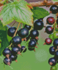 Blackcurrant in Tree Diamond Painting