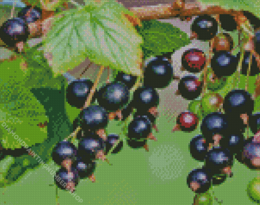 Blackcurrant in Tree Diamond Painting