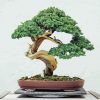 Bonsai Tree Diamond Painting