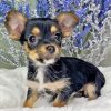 Chorkie Puppy Dog Diamond Painting