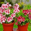 Geraniums Flowering Plants In Pots Diamond Painting