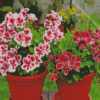 Geraniums Flowering Plants In Pots Diamond Painting