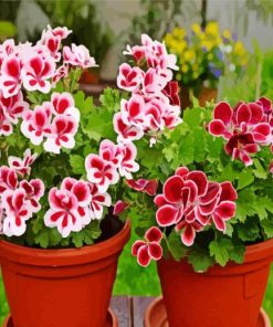 Geraniums Flowering Plants In Pots Diamond Painting