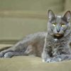 Grey Kitty Diamond Painting