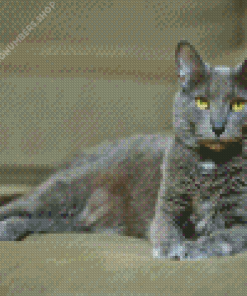 Grey Kitty Diamond Painting