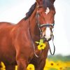 Horse In Sunflower Field Diamond Painting