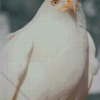 Leucistic Red Tailed Hawk Diamond Painting