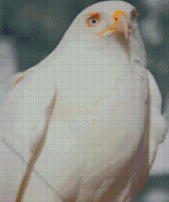 Leucistic Red Tailed Hawk Diamond Painting